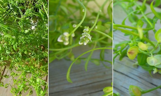 Karse – et lite vidunder