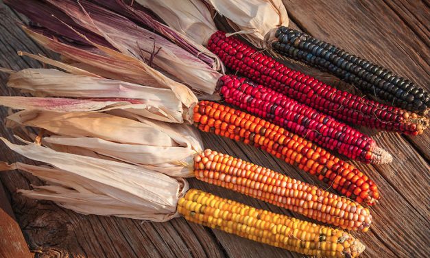 Mais for nordisk klima