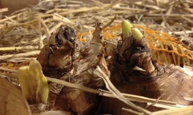 Blomsterløk på europareise